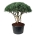 Pinus sylv. 'Watereri' Scherm 125-150 P95/C285