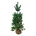 Pinus sylvestris  175-200 dkl.