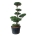 Pinus sylvestris Bonsai 175-200 P85/C230