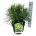 Pinus thunbergii 'Sayonara'  30-40 P26/C7,5
