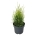 Platycladus or. 'Franky Boy'  30-40 P24/C6,7