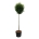 Prunus laur. 'Genolia' ® Stam 180 P70/C130 extra