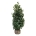 Prunus laur. 'Obelisk'  150-175 kl. extra