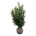 Prunus laur. 'Renault Ace' ®  100-125 kl. extra