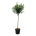 Prunus lus. 'Brenelia' PBR Stam 120 P40/C30
