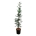 Sequoia sempervirens 'Xeno'  150-175 P32/C15