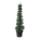 Sequoia sempervirens 'Xeno'  200-225 P60/C90 extra