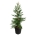 Sequoiadendron g. 'H. Mamm. Three'  125-150 P50/C55 extra