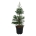 Sequoiadendron gig. 'Glaucum'  125-150 P50/C55 extra