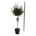 Syringa meyeri 'Palibin' Stam 80 P32/C15