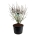 Syringa v. 'Mme Lemoine'  150-175 P85/C230 solitair