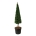 Taxus baccata Pir. op stam 200-225 P65/C110