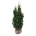 Taxus media 'Hillii'  100-120 kl. extra