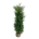 Thuja occ. 'Brabant'  180-200 kl. extra