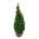 Thuja occ. 'Degroot's Spire'  120-140 kl. extra
