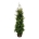 Thuja occ. 'Golden Brabant' PBR  180-200 kl. extra