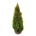 Thuja occ. 'Golden Smaragd' PBR  100-120 kl. extra