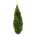 Thuja occ. 'Golden Smaragd' PBR  120-140 kl. extra