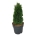 Thuja occ. 'Maks'  25-30 P21/C4,6