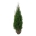 Thuja occ. 'Smaragd'  100-120 kl.
