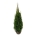 Thuja occ. 'Smaragd'  120-140 kl.