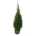 Thuja occ. 'Smaragd'  80-100 kl.