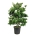 Viburnum plic. 'Kilimandjaro' (pbr)  150-175 P50/C55 extra
